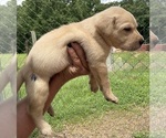 Image preview for Ad Listing. Nickname: Blue collar
