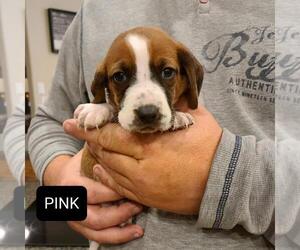 Basset Hound Puppy for sale in BERESFORD, SD, USA