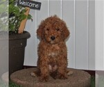 Small Photo #1 Labradoodle-Poodle (Standard) Mix Puppy For Sale in NEW PROVIDENCE, PA, USA