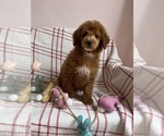 Small #7 Goldendoodle (Miniature)