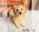 Small #1 Poo-Ton