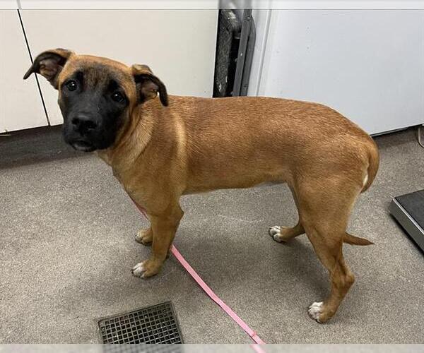 Medium Photo #1 Mutt Puppy For Sale in HESPERIA, CA, USA