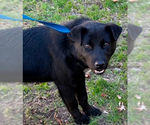 Small Photo #10 Norwegian Elkhound-Schipperke Mix Puppy For Sale in Doylestown, PA, USA