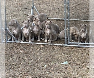 American Bully Puppy for sale in PELAHATCHIE, MS, USA