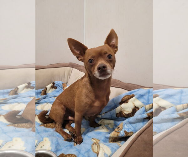 Medium Photo #2 Chihuahua-Unknown Mix Puppy For Sale in Sequim, WA, USA