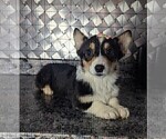 Small #1 Pembroke Welsh Corgi