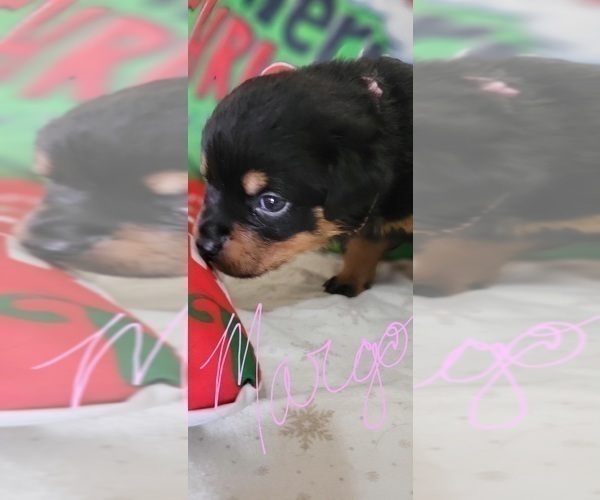 Medium Photo #7 Rottweiler Puppy For Sale in GENEVA, NY, USA