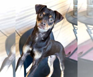 Kahlua - Male Chihuahua-Unknown Mix Dog for Adoption - Photo #2