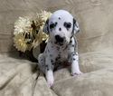 Small Photo #12 Dalmatian Puppy For Sale in CAMBRIA, VA, USA