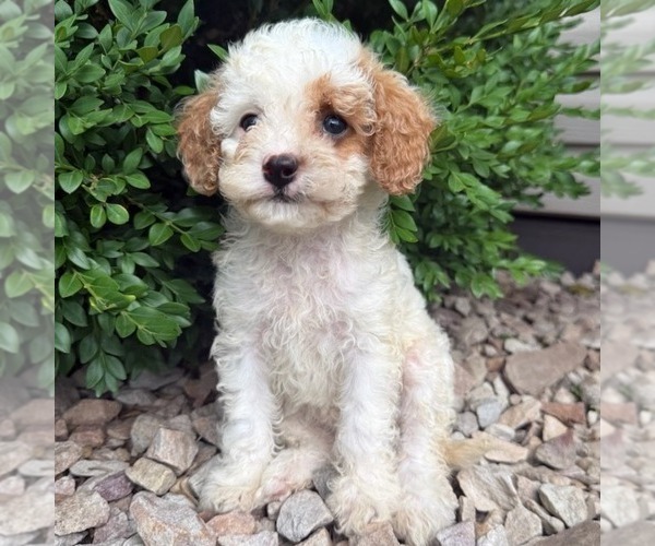 Medium Photo #4 Cavapoo (Miniature) Puppy For Sale in NEWPORT, PA, USA