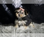 Small Photo #97 Morkie Puppy For Sale in WARSAW, IN, USA