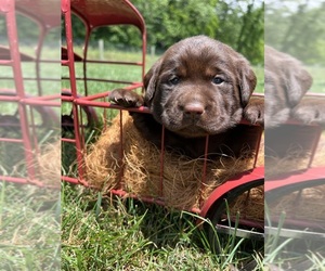 Labrador Retriever Puppy for sale in NEOLA, WV, USA