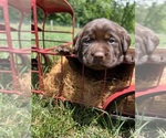 Image preview for Ad Listing. Nickname: Chocolate AKC