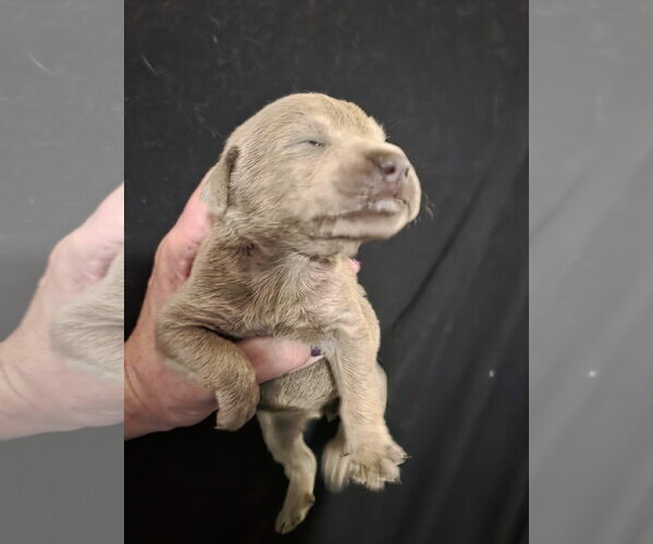 Medium Photo #7 Mutt Puppy For Sale in McKinney, TX, USA