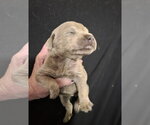 Small #6 Mutt