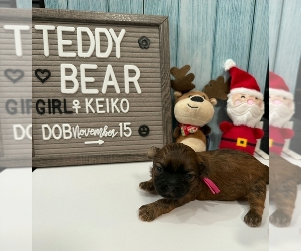 Medium Photo #33 Zuchon Puppy For Sale in NEW YORK MILLS, MN, USA