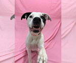 Small #6 Boxerhoula