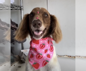 Colonial Cocker Spaniel-Poodle (Standard) Mix Dogs for adoption in Brooklyn, NY, USA