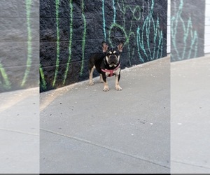French Bulldog Puppy for sale in POMONA, CA, USA