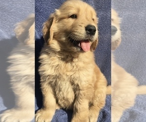 Golden Retriever Puppy for sale in SANTA ANA, CA, USA
