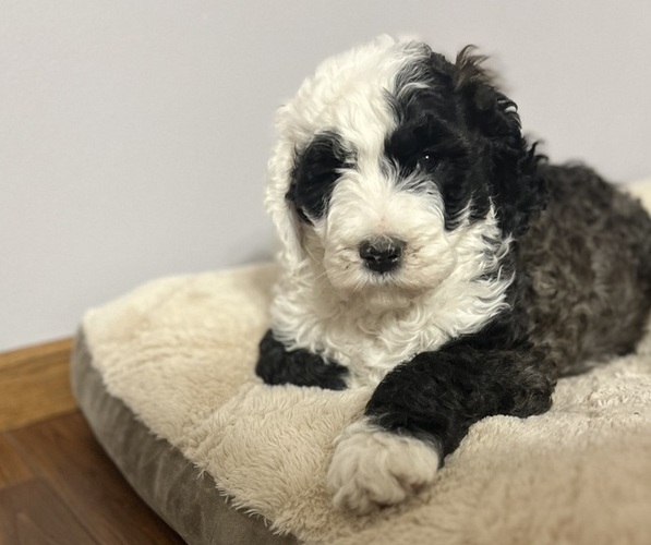 Medium Photo #3 Sheepadoodle Puppy For Sale in YATES CENTER, KS, USA