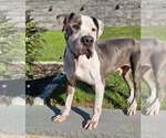 Small #24 American Pit Bull Terrier Mix