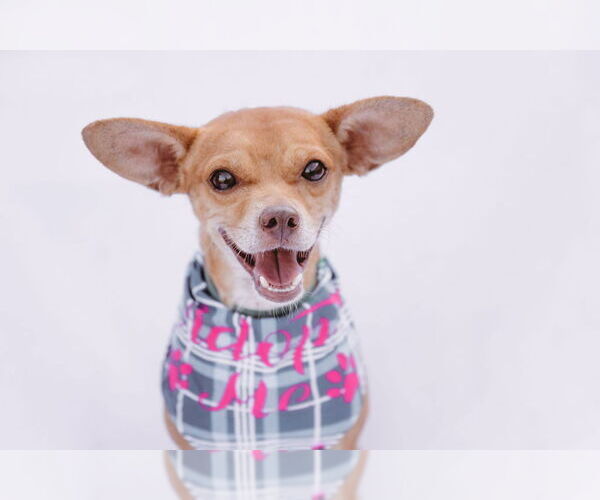 Medium Photo #3 Rat-Cha Puppy For Sale in Princeton, MN, USA