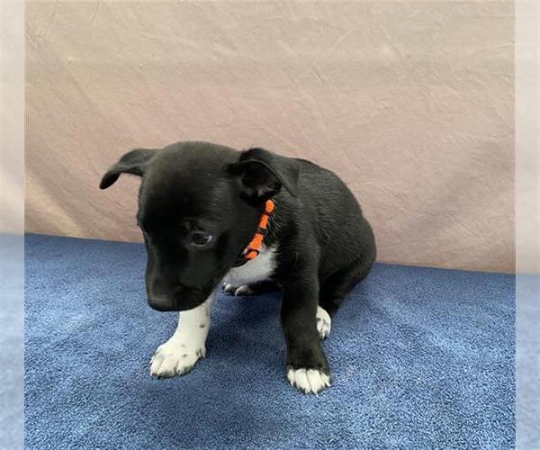 Medium Photo #1 German Shepherd Dog-Unknown Mix Puppy For Sale in Stockton, CA, USA