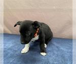 Small German Shepherd Dog Mix