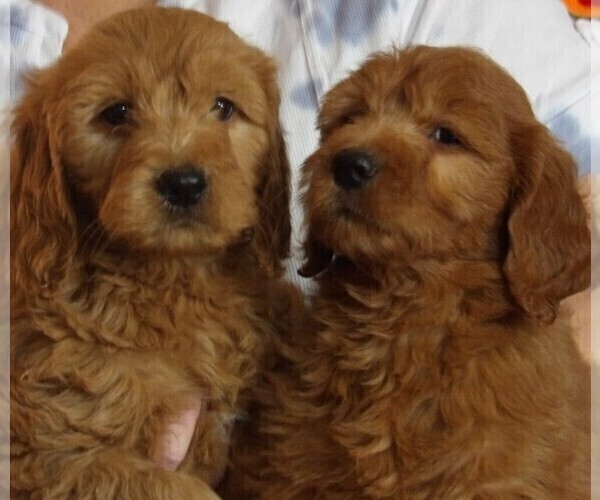 Full screen Photo #4 Goldendoodle Puppy For Sale in BARNUM, IA, USA