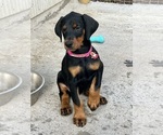 Small Photo #6 Doberman Pinscher Puppy For Sale in NEWTON, NC, USA