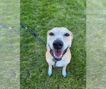 Small #1 American Pit Bull Terrier-Labrador Retriever Mix