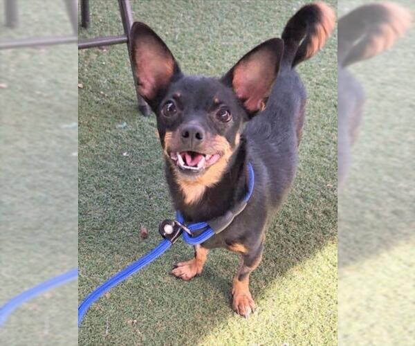 Medium Photo #1 Chihuahua Puppy For Sale in Woodland, CA, USA