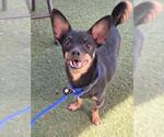 Small Chihuahua