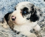 Small Photo #21 Sheepadoodle Puppy For Sale in HUNTINGTON BEACH, CA, USA