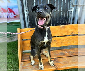 German Shepherd Dog Dogs for adoption in Long Beach, CA, USA