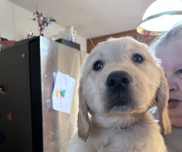 Medium Photo #1 Golden Retriever Puppy For Sale in CLARKSBURG, WV, USA