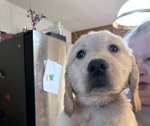 Medium Golden Retriever