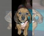 Small #7 Basschshund