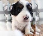 Small #6 Cavapoo
