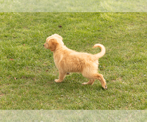 Medium Photo #5 Golden Retriever Puppy For Sale in WOLCOTTVILLE, IN, USA