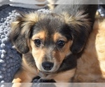 Small Goldendoodle-Poodle (Miniature) Mix