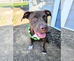 Small #3 American Staffordshire Terrier Mix