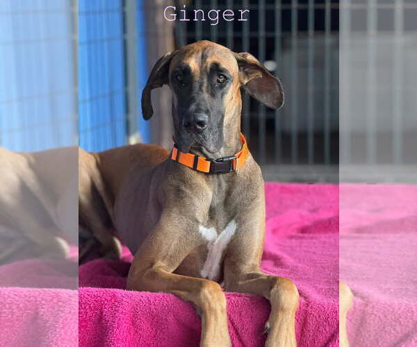 Medium Photo #1 Great Dane Puppy For Sale in Palm Beach, FL, USA