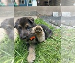 Small Photo #1 German Shepherd Dog Puppy For Sale in DODGE CENTER, MN, USA