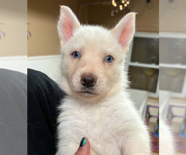 Medium Photo #1 Siberian Husky Puppy For Sale in Matawan, NJ, USA