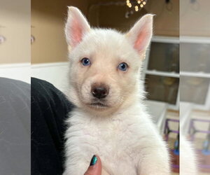 Siberian Husky Dogs for adoption in Matawan, NJ, USA