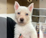 Lily - Female Siberian Husky Dog for Adoption - Small photo