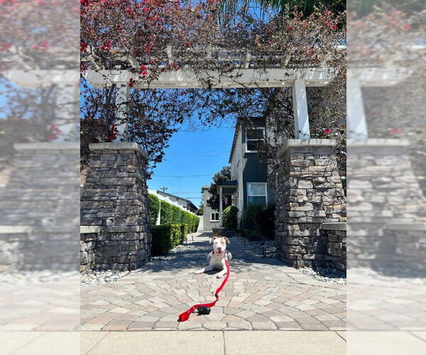 Medium Photo #8 American Bulldog-American Staffordshire Terrier Mix Puppy For Sale in San Diego, CA, USA