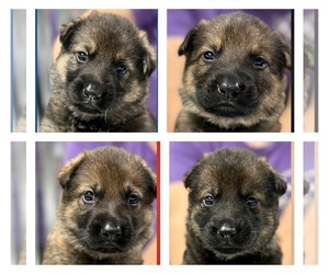 German Shepherd Dog Puppy for sale in TERRELL, TX, USA